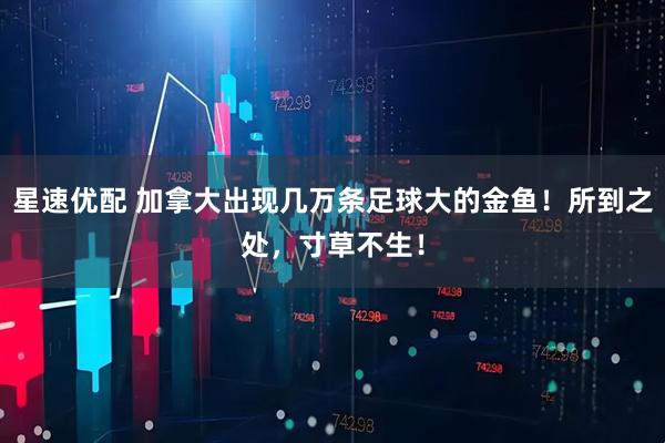 星速优配 加拿大出现几万条足球大的金鱼！所到之处，寸草不生！
