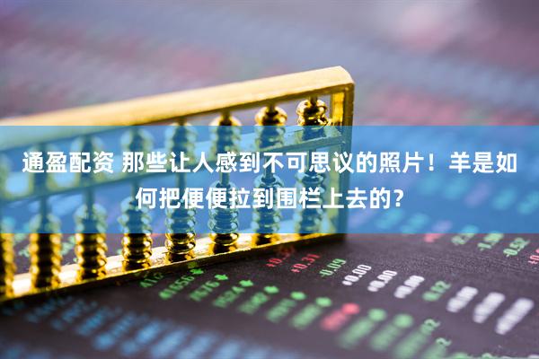 通盈配资 那些让人感到不可思议的照片！羊是如何把便便拉到围栏上去的？